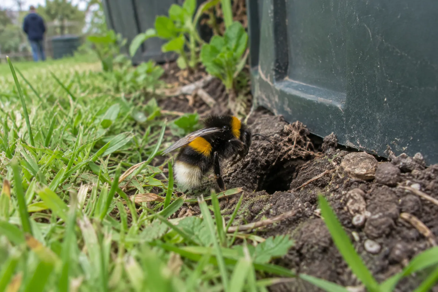 A large fuzzy bumble bee with yellow bands and a pale tail landing at a small hole in the ground